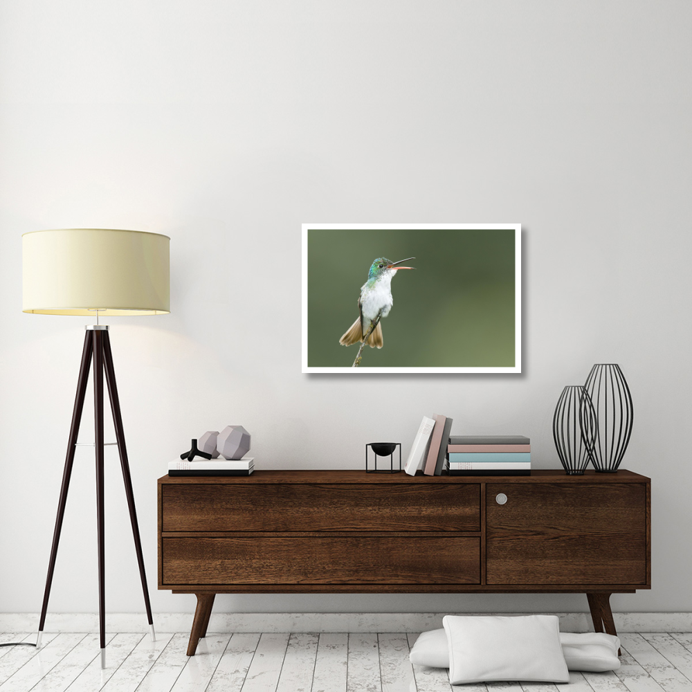 Andean Emerald hummingbird calling, Ecuador-Paper Art-38&quotx26"