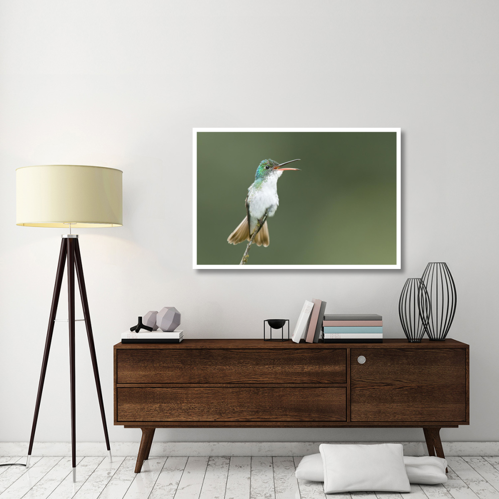 Andean Emerald hummingbird calling, Ecuador-Paper Art-50&quotx34"