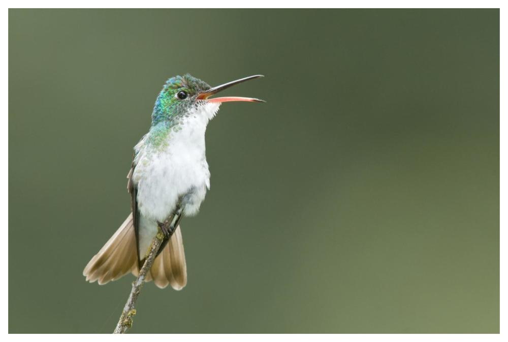 Andean Emerald hummingbird calling, Ecuador-Paper Art-62"x42"