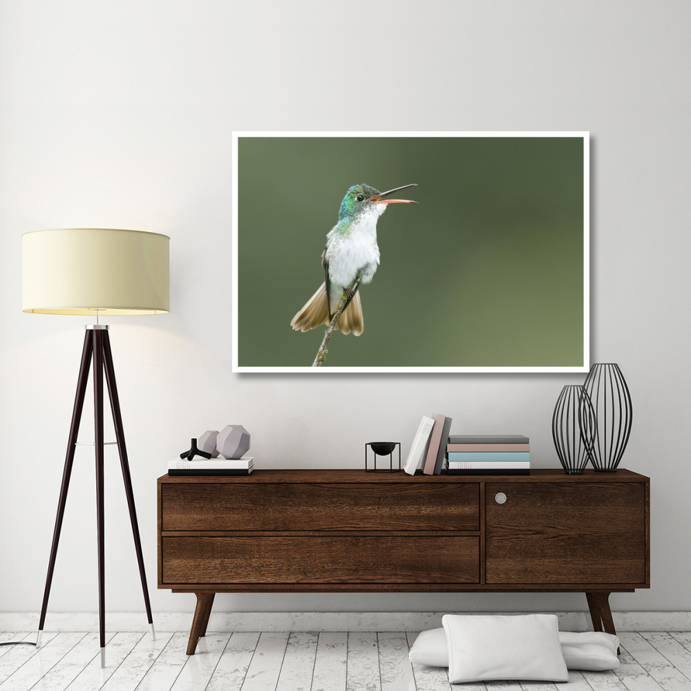 Andean Emerald hummingbird calling, Ecuador-Paper Art-62&quotx42"