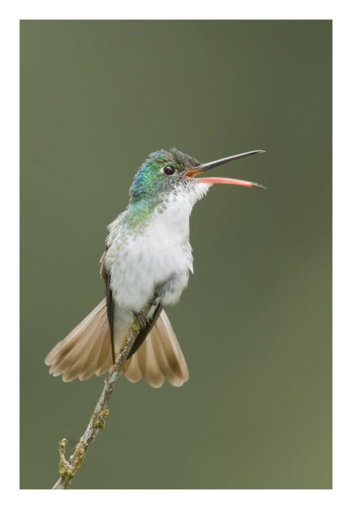 Andean Emerald hummingbird calling, Ecuador-Paper Art-18"x26"