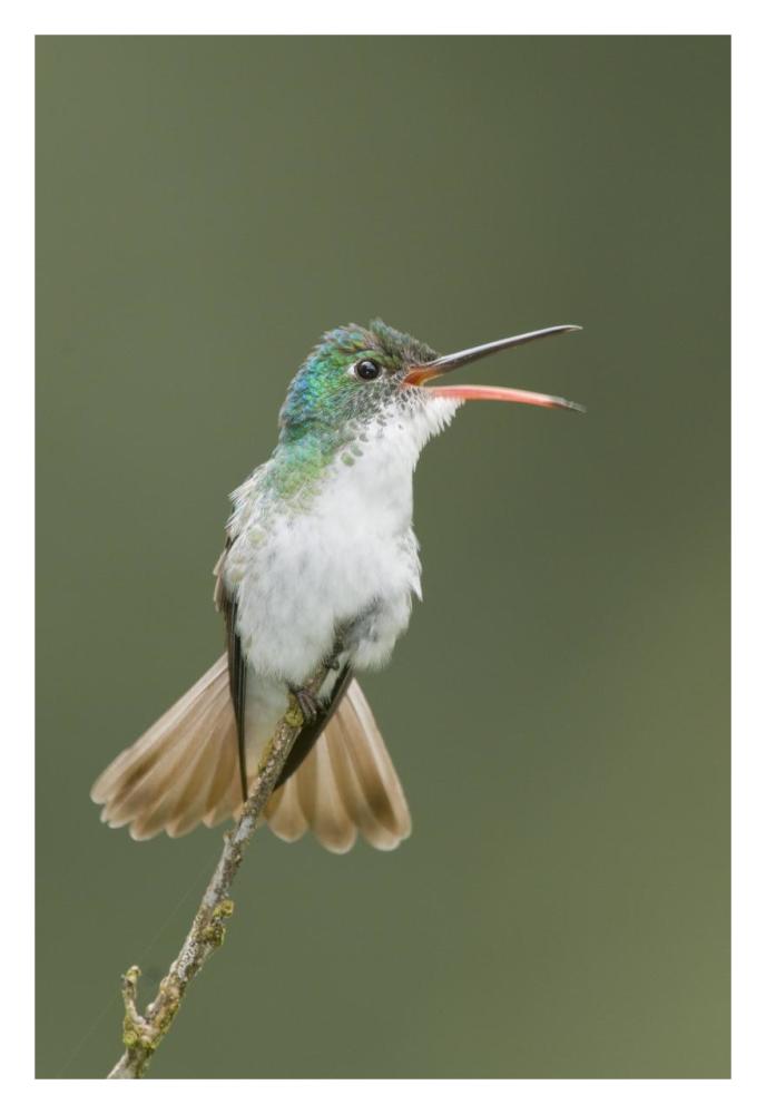 Andean Emerald hummingbird calling, Ecuador-Paper Art-22"x32"