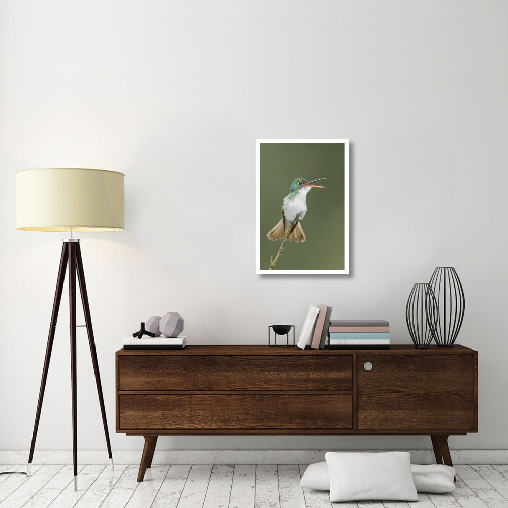 Andean Emerald hummingbird calling, Ecuador-Paper Art-22&quotx32"