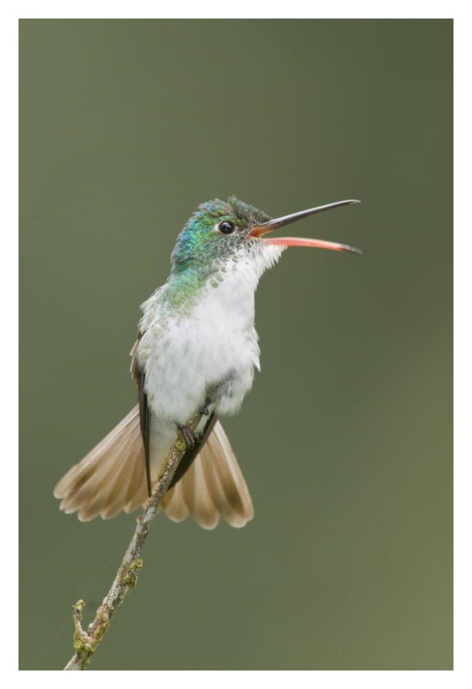 Andean Emerald hummingbird calling, Ecuador-Paper Art-26"x38"