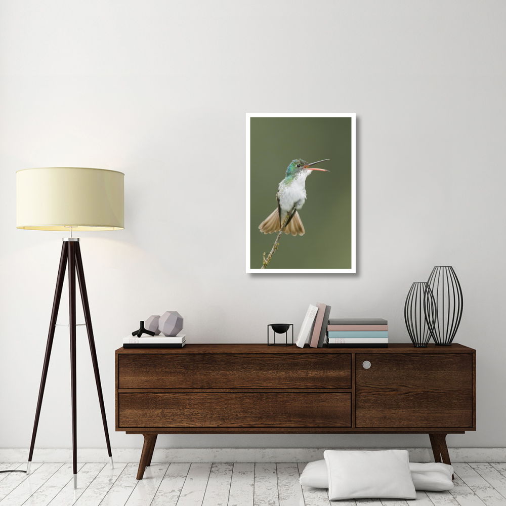 Andean Emerald hummingbird calling, Ecuador-Paper Art-26&quotx38"