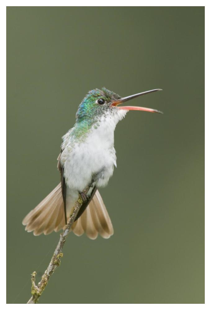 Andean Emerald hummingbird calling, Ecuador-Paper Art-34"x50"