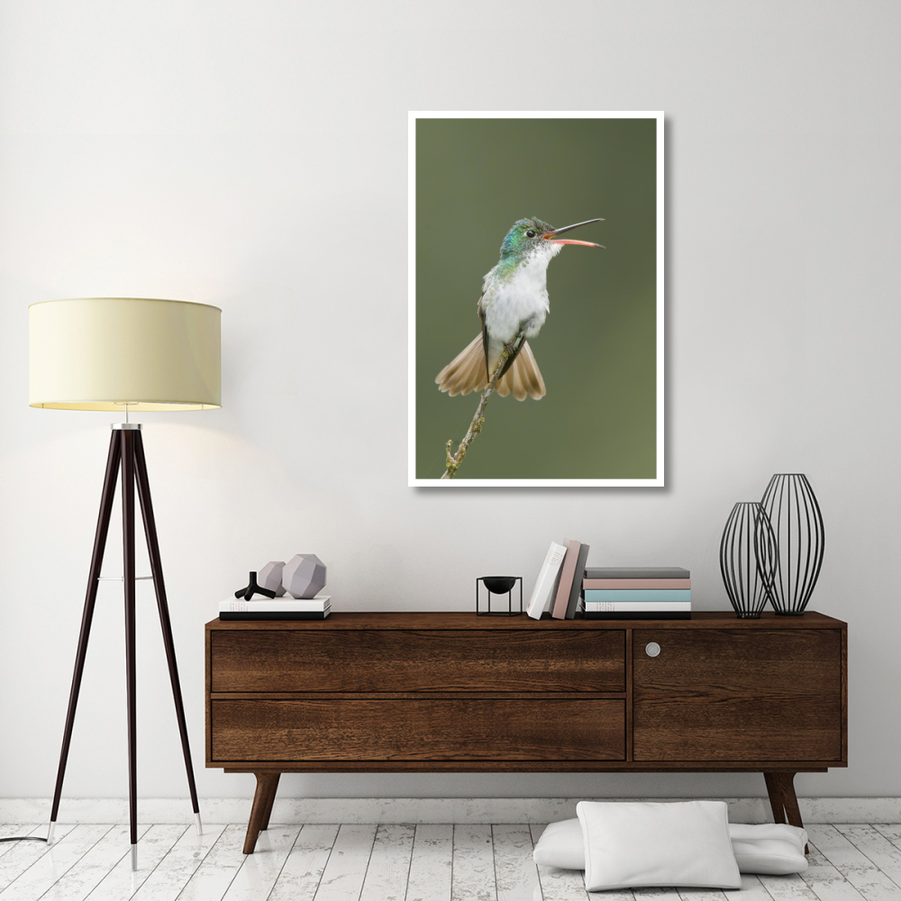 Andean Emerald hummingbird calling, Ecuador-Paper Art-34&quotx50"