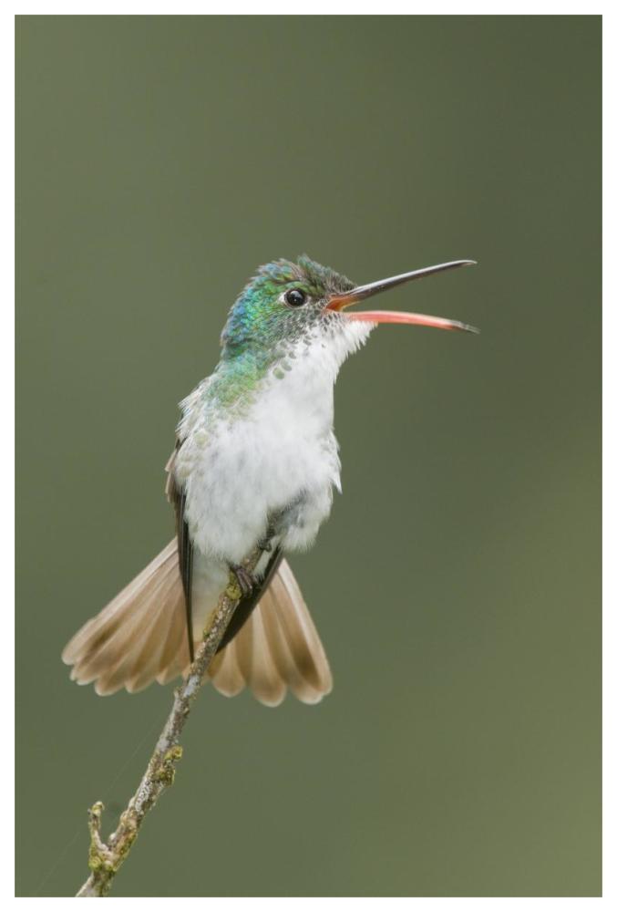 Andean Emerald hummingbird calling, Ecuador-Paper Art-42"x62"
