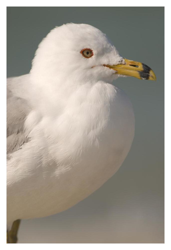 Ring-billed Gull, Fort Desoto Park, Florida-Paper Art-14"x20"
