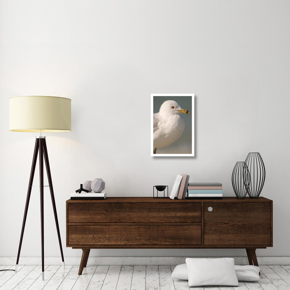 Ring-billed Gull, Fort Desoto Park, Florida-Paper Art-18&quotx26"