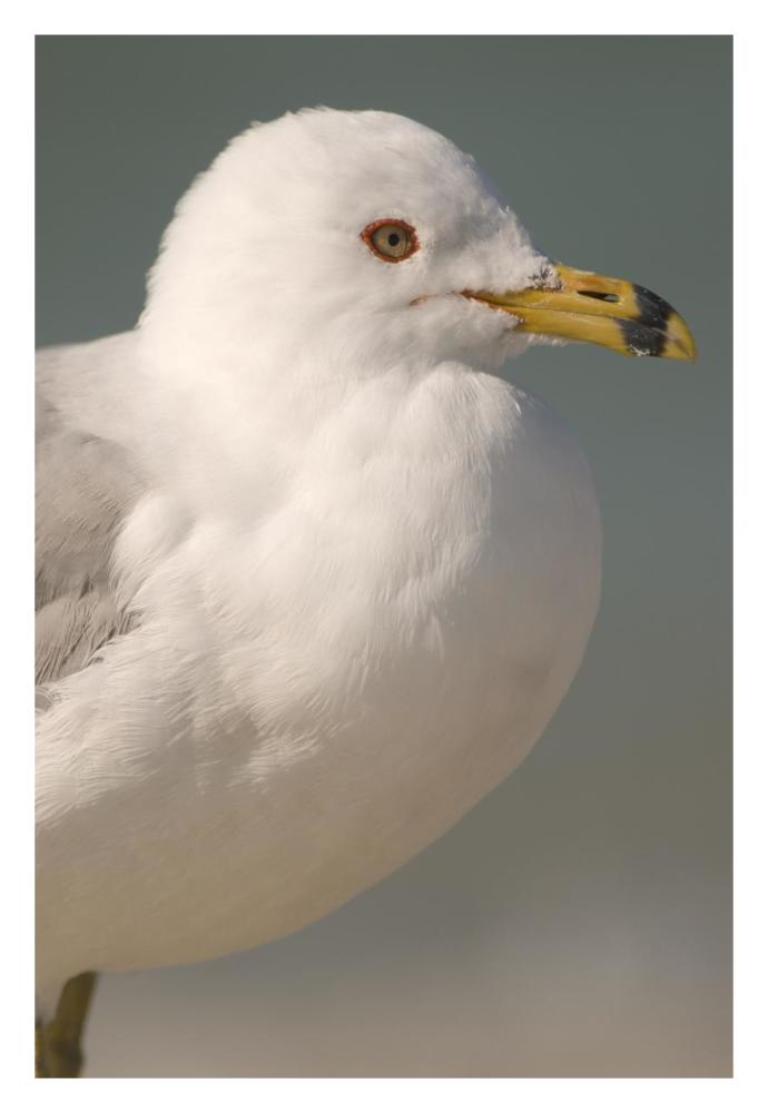 Ring-billed Gull, Fort Desoto Park, Florida-Paper Art-22"x32"