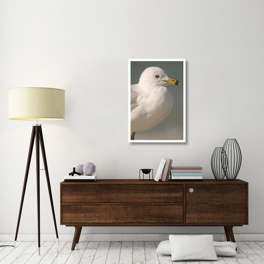 Ring-billed Gull, Fort Desoto Park, Florida-Paper Art-26&quotx38"