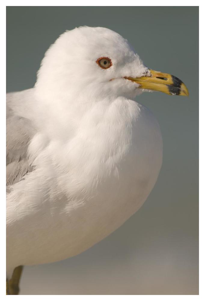 Ring-billed Gull, Fort Desoto Park, Florida-Paper Art-34"x50"
