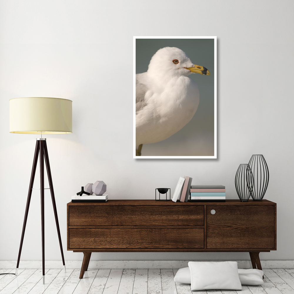 Ring-billed Gull, Fort Desoto Park, Florida-Paper Art-34&quotx50"