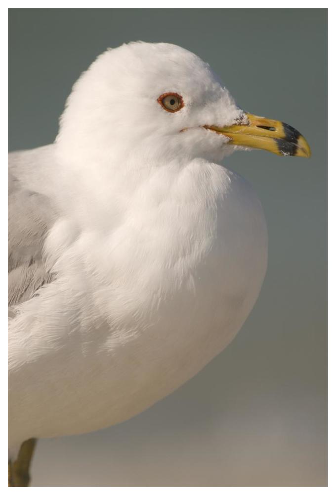 Ring-billed Gull, Fort Desoto Park, Florida-Paper Art-42"x62"
