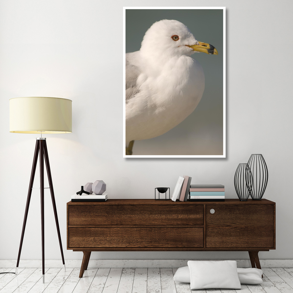 Ring-billed Gull, Fort Desoto Park, Florida-Paper Art-42&quotx62"