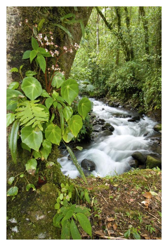 Creek flowing through rainforest, Costa Rica-Paper Art-14"x20"