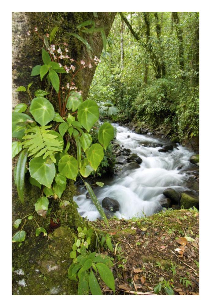 Creek flowing through rainforest, Costa Rica-Paper Art-18"x26"