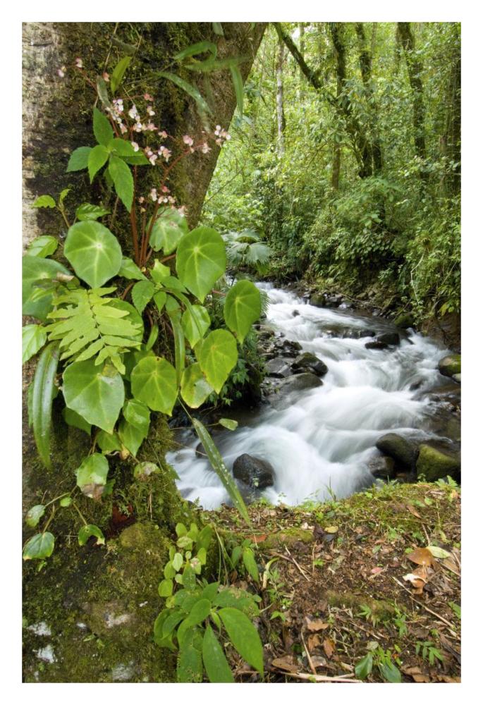 Creek flowing through rainforest, Costa Rica-Paper Art-22"x32"
