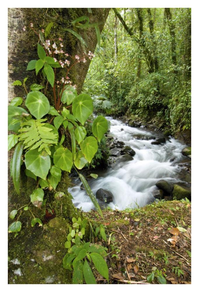 Creek flowing through rainforest, Costa Rica-Paper Art-26"x38"