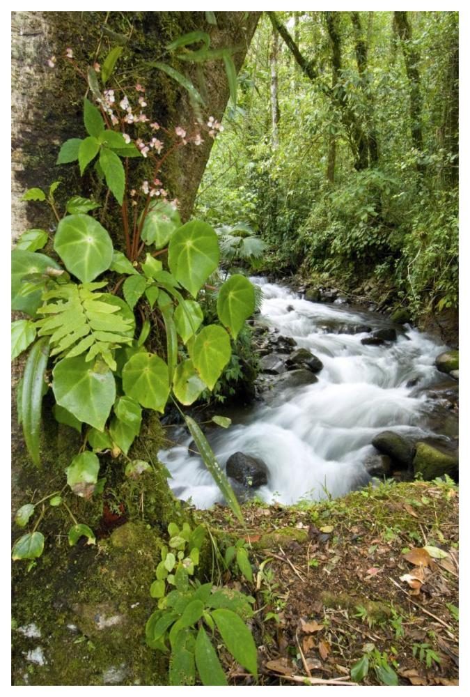 Creek flowing through rainforest, Costa Rica-Paper Art-42"x62"