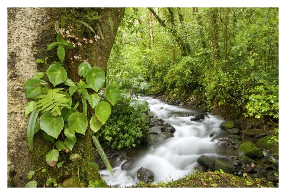 Creek flowing through rainforest, Costa Rica-Paper Art-20"x14"