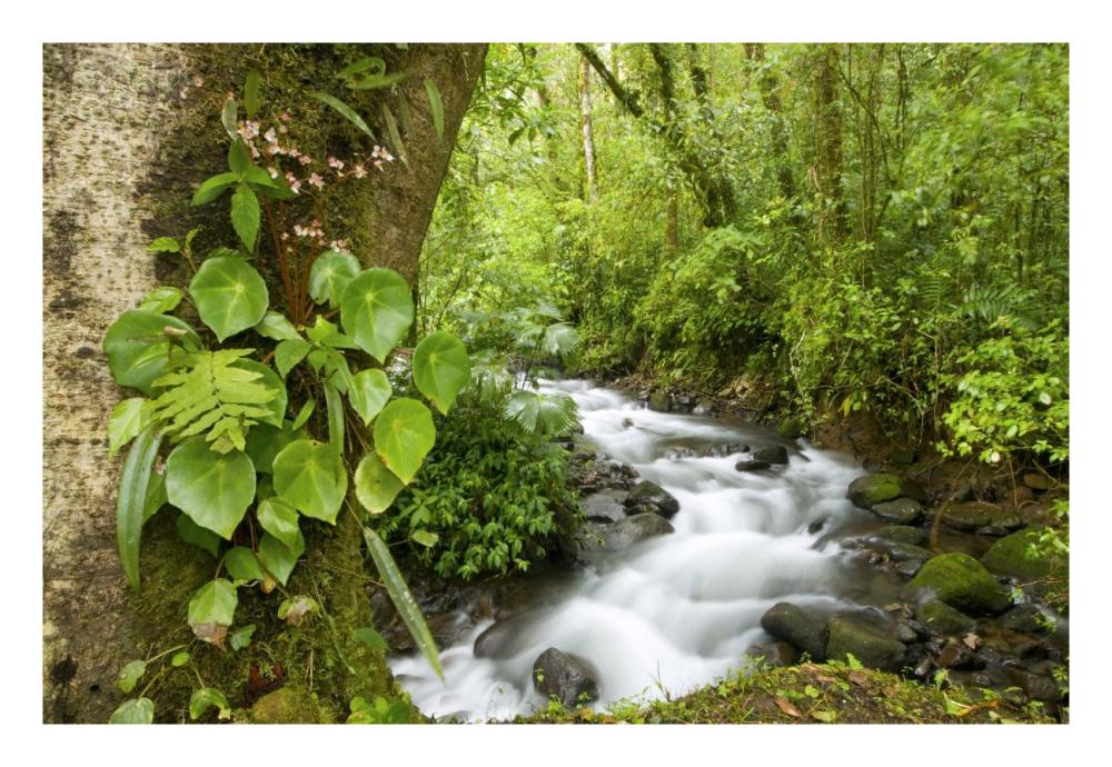 Creek flowing through rainforest, Costa Rica-Paper Art-26"x18"