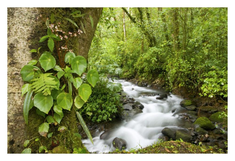 Creek flowing through rainforest, Costa Rica-Paper Art-32"x22"