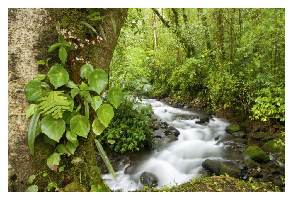 Creek flowing through rainforest, Costa Rica-Paper Art-38"x26"