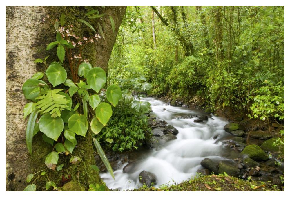Creek flowing through rainforest, Costa Rica-Paper Art-50"x34"