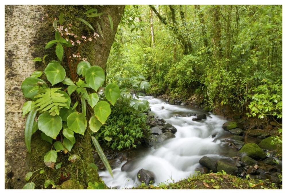 Creek flowing through rainforest, Costa Rica-Paper Art-62"x42"