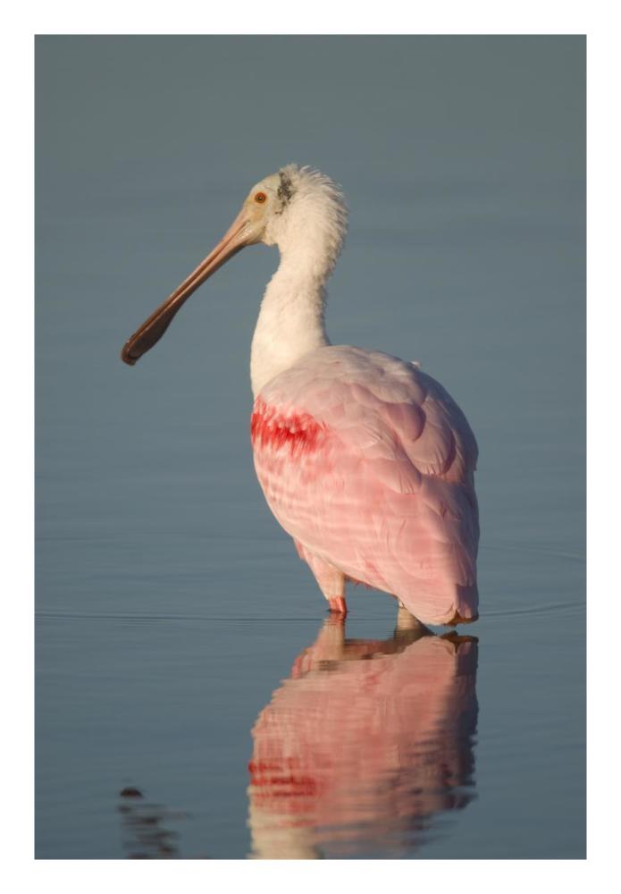 Roseate Spoonbill, Fort Myers Beach, Florida-Paper Art-18"x26"
