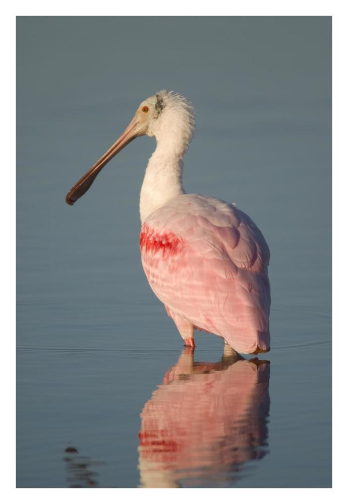 Roseate Spoonbill, Fort Myers Beach, Florida-Paper Art-22"x32"