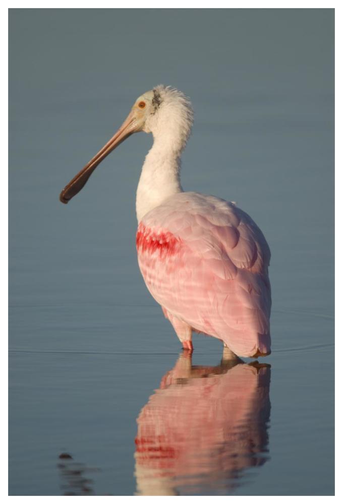 Roseate Spoonbill, Fort Myers Beach, Florida-Paper Art-42"x62"