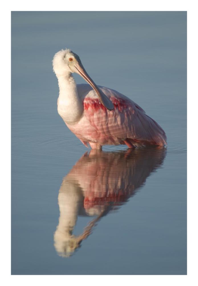 Roseate Spoonbill, Fort Myers Beach, Florida-Paper Art-18"x26"