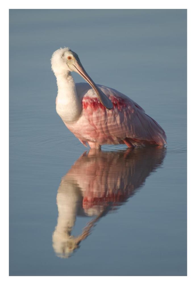Roseate Spoonbill, Fort Myers Beach, Florida-Paper Art-22"x32"