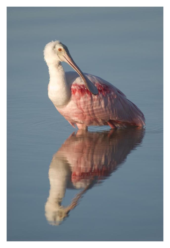 Roseate Spoonbill, Fort Myers Beach, Florida-Paper Art-26"x38"