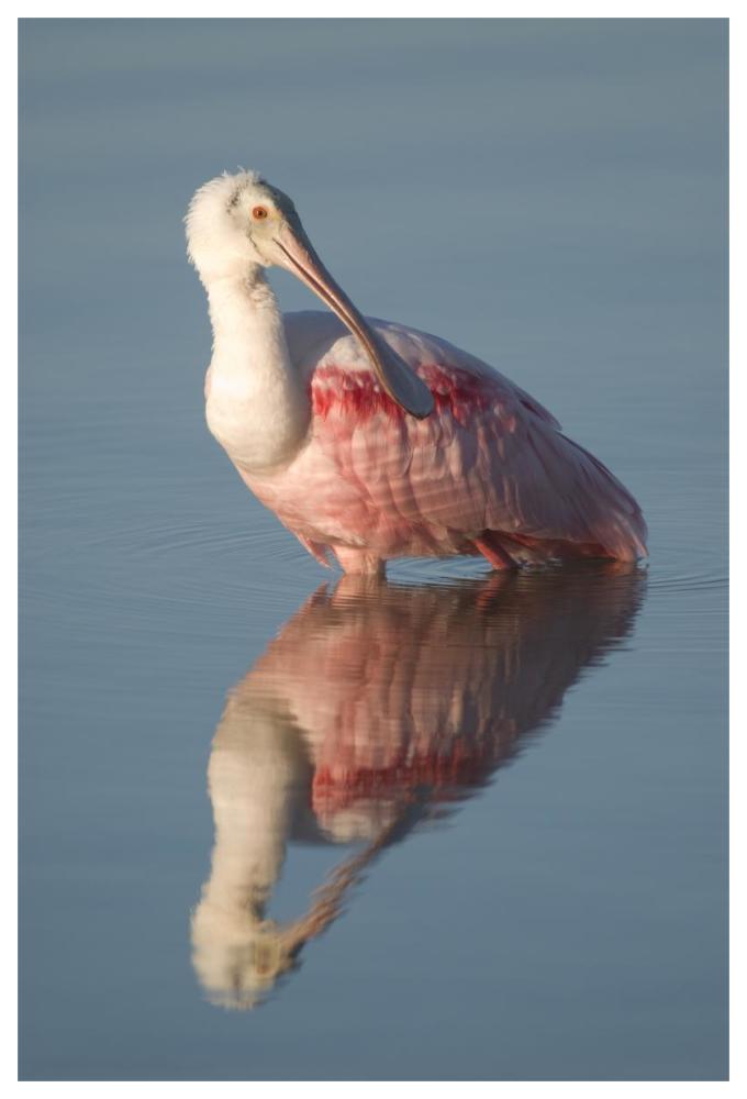 Roseate Spoonbill, Fort Myers Beach, Florida-Paper Art-42"x62"