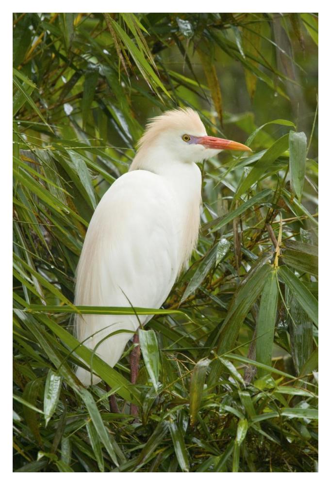 Cattle Egret in breeding plumage, Costa Rica-Paper Art-14"x20"