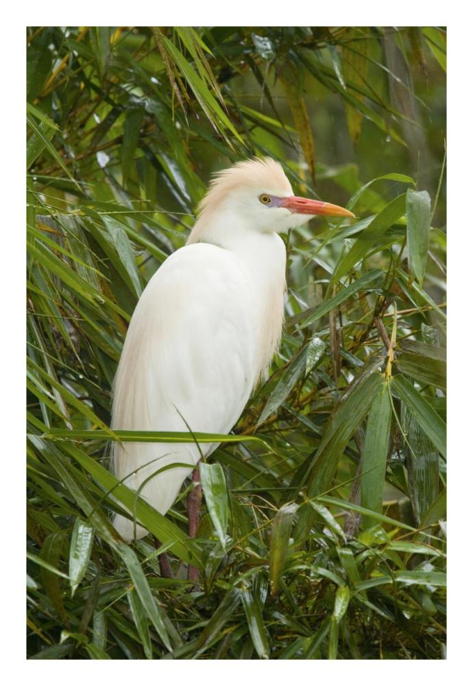 Cattle Egret in breeding plumage, Costa Rica-Paper Art-18"x26"
