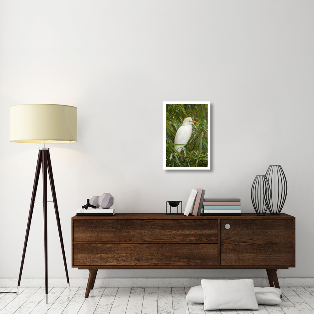 Cattle Egret in breeding plumage, Costa Rica-Paper Art-18&quotx26"