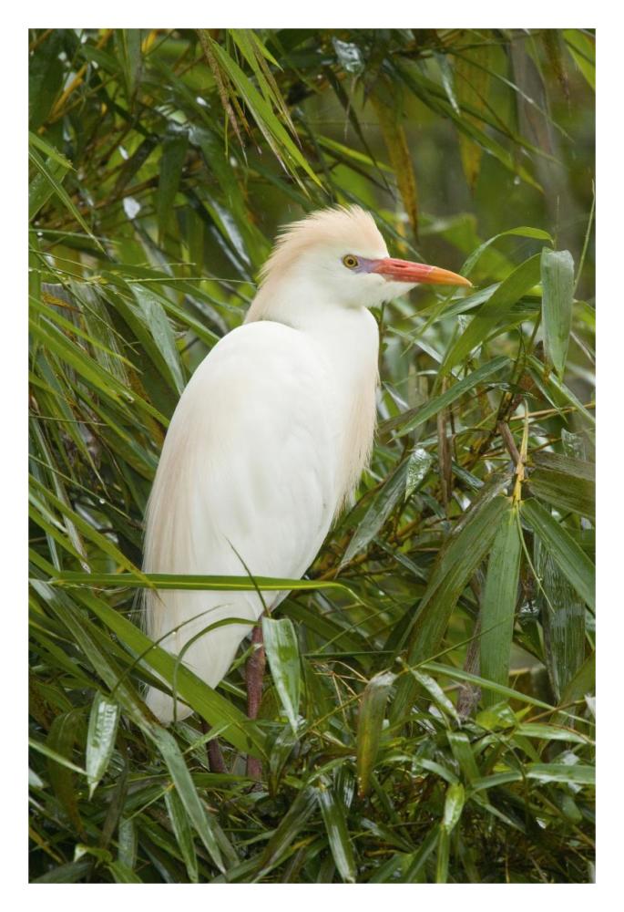 Cattle Egret in breeding plumage, Costa Rica-Paper Art-22"x32"