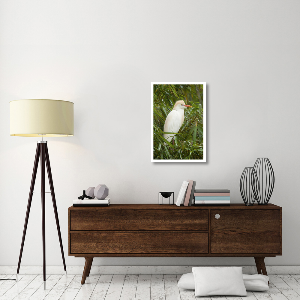Cattle Egret in breeding plumage, Costa Rica-Paper Art-22&quotx32"