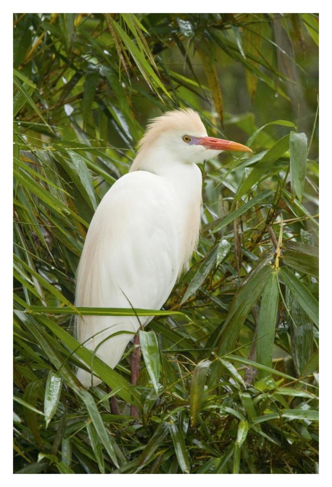 Cattle Egret in breeding plumage, Costa Rica-Paper Art-26"x38"