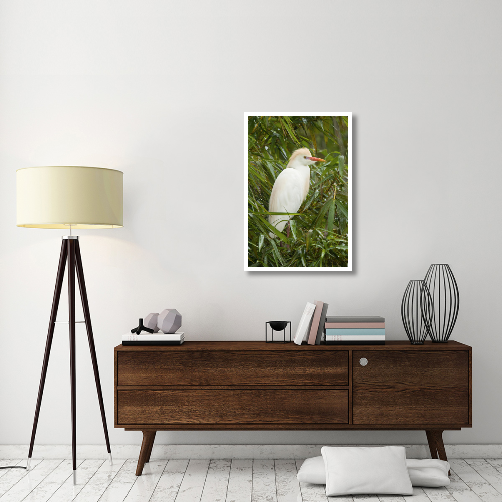 Cattle Egret in breeding plumage, Costa Rica-Paper Art-26&quotx38"