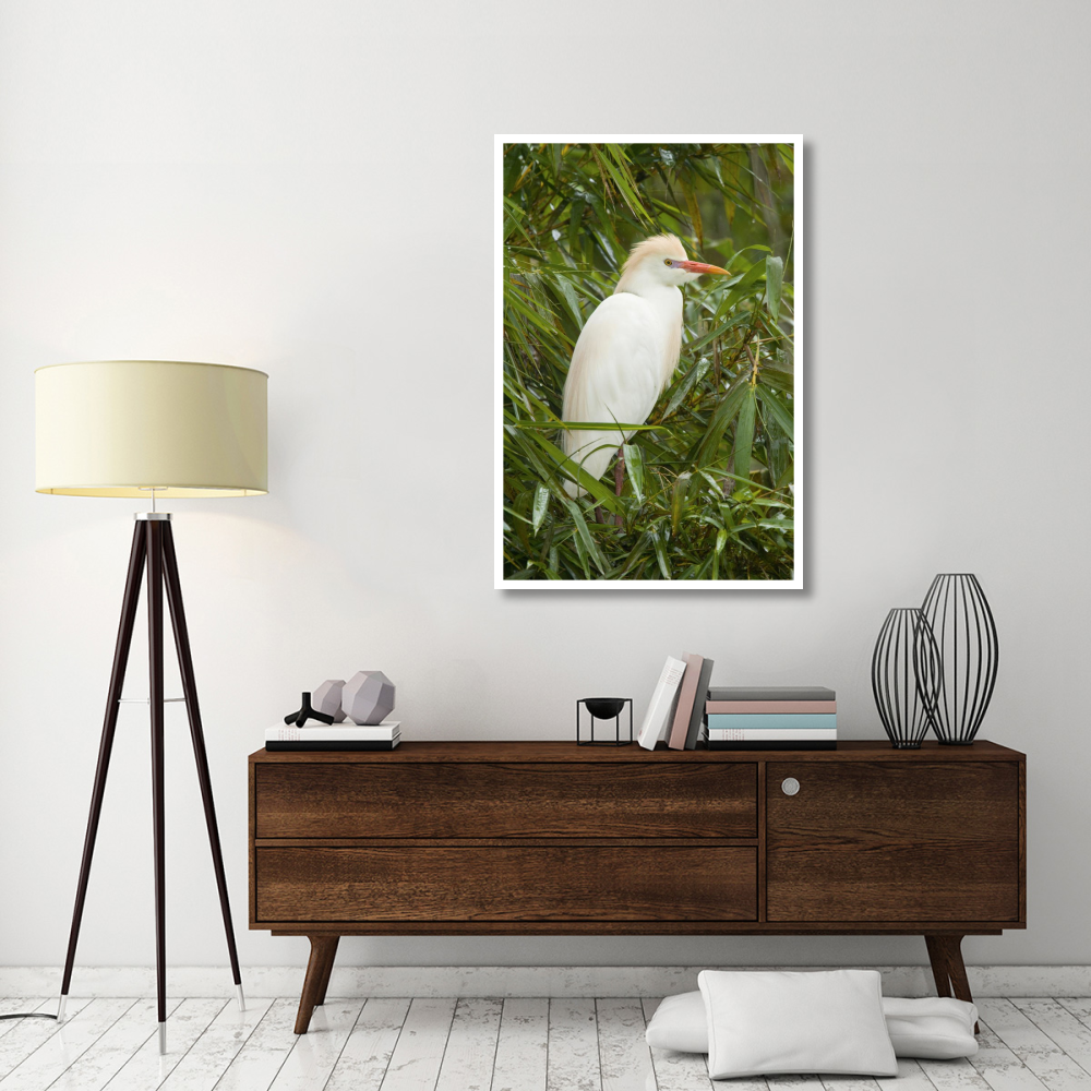 Cattle Egret in breeding plumage, Costa Rica-Paper Art-34&quotx50"