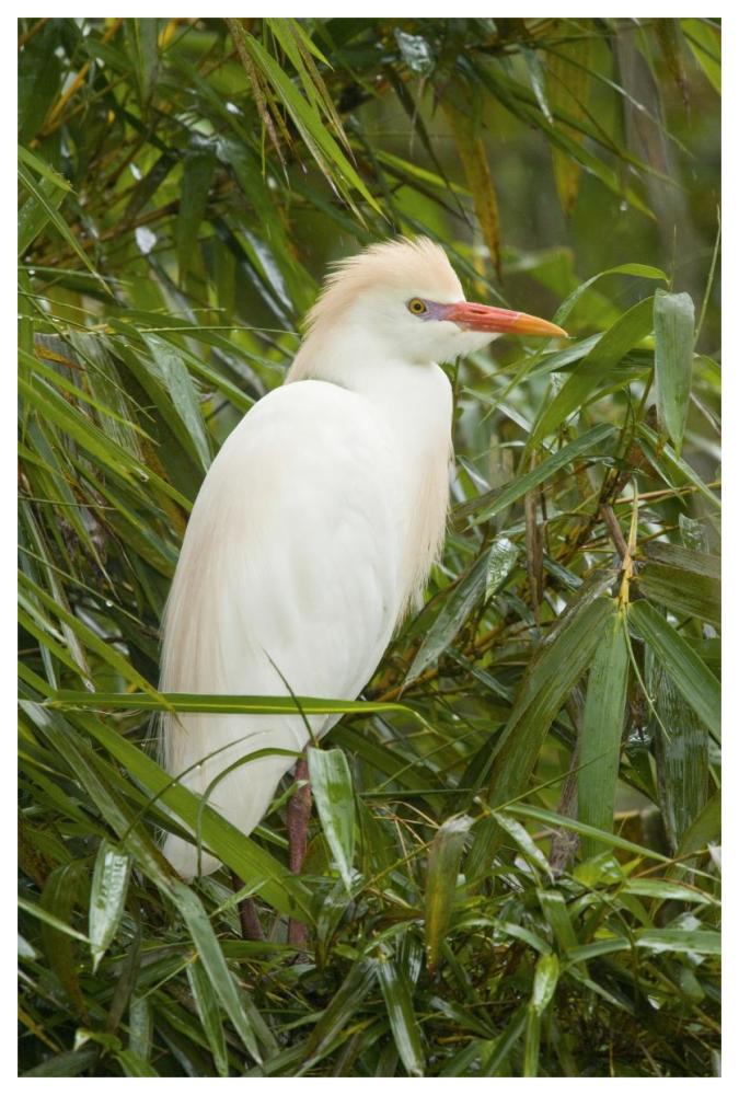 Cattle Egret in breeding plumage, Costa Rica-Paper Art-42"x62"