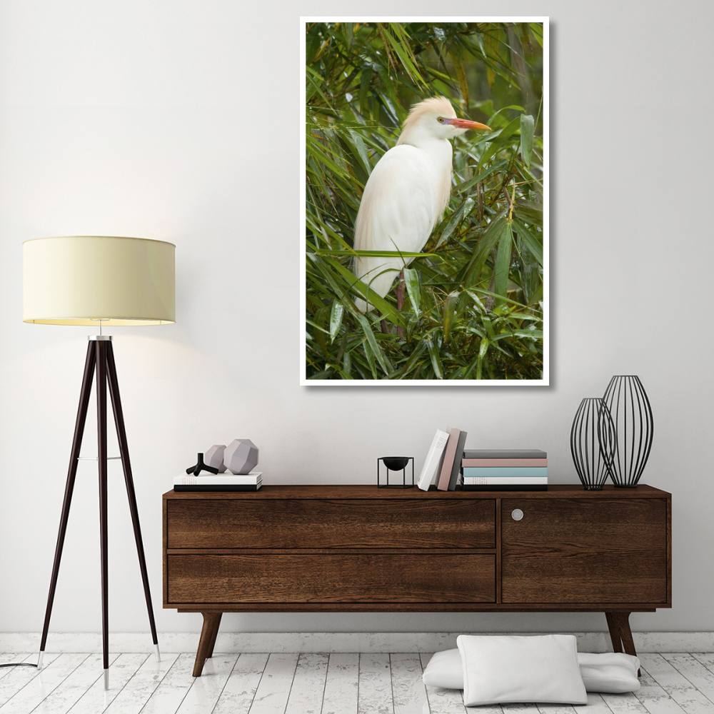 Cattle Egret in breeding plumage, Costa Rica-Paper Art-42&quotx62"