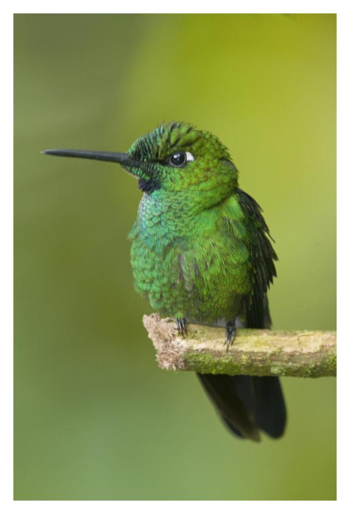 Green-crowned Brilliant hummingbird, Ecuador-Paper Art-14"x20"