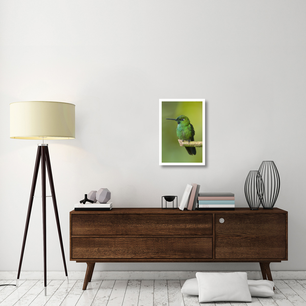 Green-crowned Brilliant hummingbird, Ecuador-Paper Art-18&quotx26"